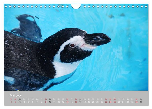 Produktbild: Pinguine 2026 (Wandkalender 2026 DIN A4 quer), CALVENDO Monatskalender