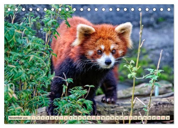 Produktbild: Kleiner Panda (Tischkalender 2026 DIN A5 quer), CALVENDO Monatskalender