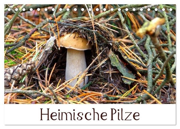 Produktbild: Heimische Pilze (Tischkalender 2026 DIN A5 quer), CALVENDO Monatskalender