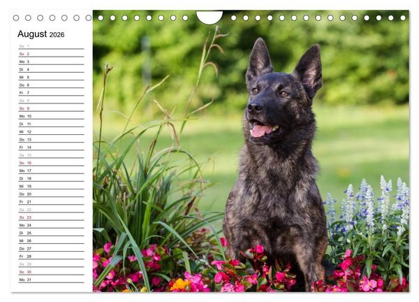 Produktbild: ausdrucksvolle Holl&auml;ndische Sch&auml;ferhunde (Wandkalender 2026 DIN A4 quer), CALVENDO Monatskalender