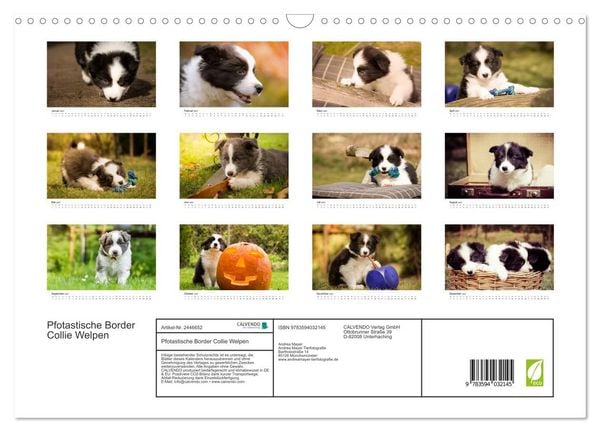 Produktbild: Pfotastische Border Collie Welpen (Wandkalender 2027 DIN A3 quer), CALVENDO Monatskalender