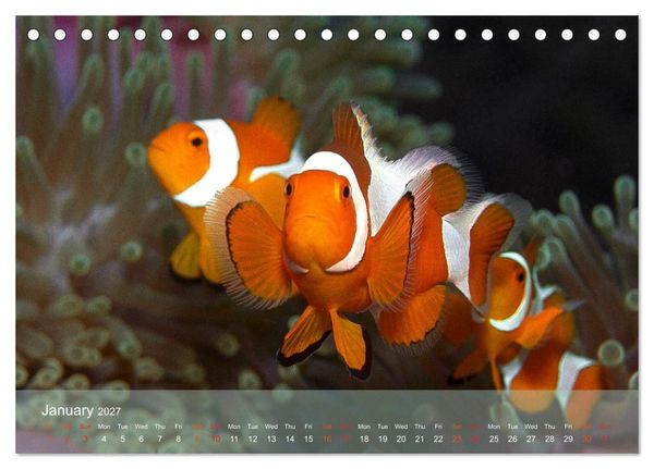 Produktbild: Anemonefish - always busy - always on the move (Desk Calendar 2027 DIN A5 landscape), CALVENDO 12 Month DeskCalendar