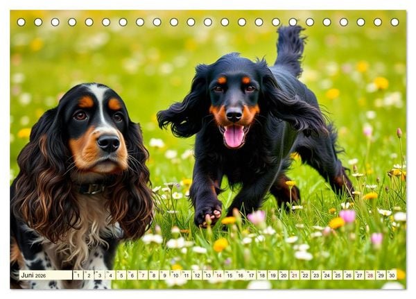 Produktbild: American Cocker Spaniel (Tischkalender 2026 DIN A5 quer), CALVENDO Monatskalender