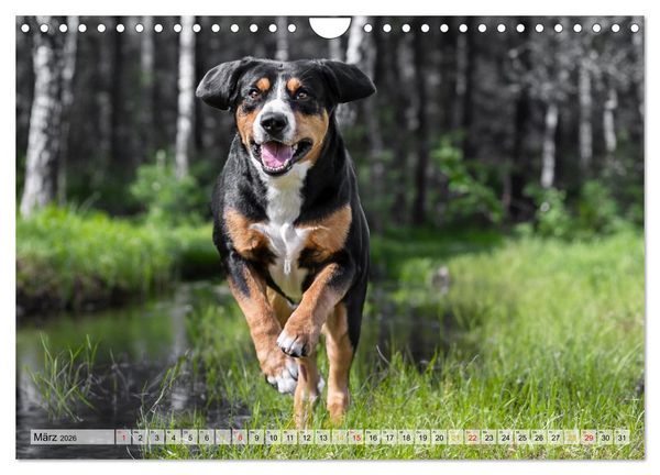 Produktbild: Entlebucher - Temperamentvolle Schweizer Sennenhunde (Wandkalender 2026 DIN A4 quer), CALVENDO Monatskalender