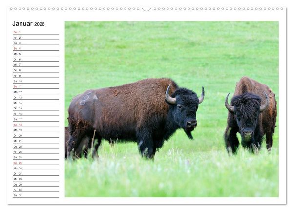 Produktbild: Der nordamerikanische Bison (Wandkalender 2026 DIN A2 quer), CALVENDO Monatskalender