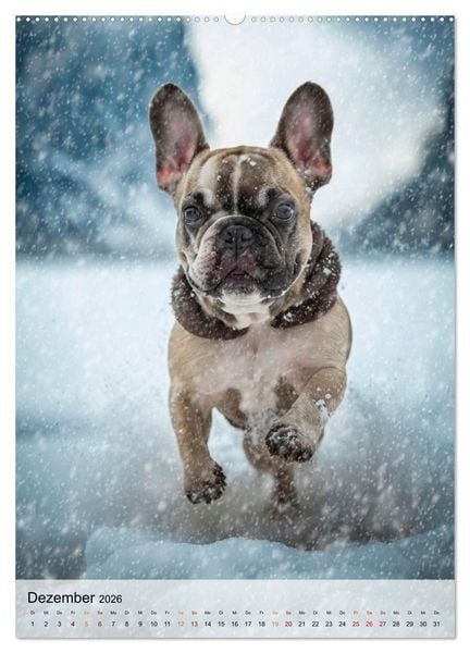 Produktbild: Franz&ouml;sische Bulldogge - ein Hund f&uuml;r die Familie (Wandkalender 2026 DIN A2 hoch), CALVENDO Monatskalender