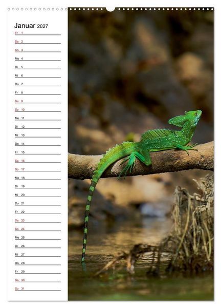 Produktbild: Costa Rica - Magische Tiere des Regenwaldes (hochwertiger Premium Wandkalender 2027 DIN A2 hoch), Kunstdruck in Hochglanz