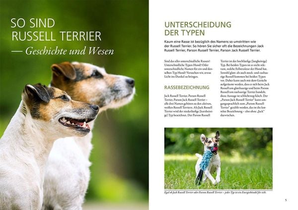 Produktbild: Parson und Jack Russell Terrier