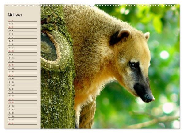Produktbild: Regenwald. Tiere im Dschungel (Wandkalender 2026 DIN A2 quer), CALVENDO Monatskalender