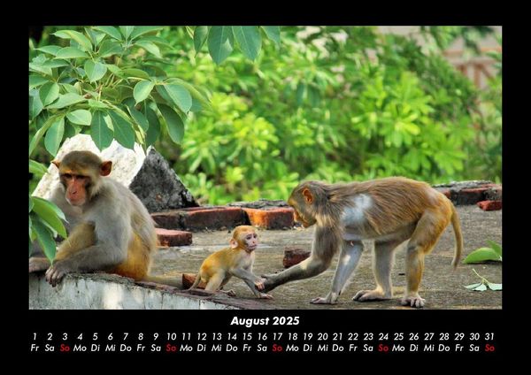 Produktbild: Affen 2025 Fotokalender DIN A3