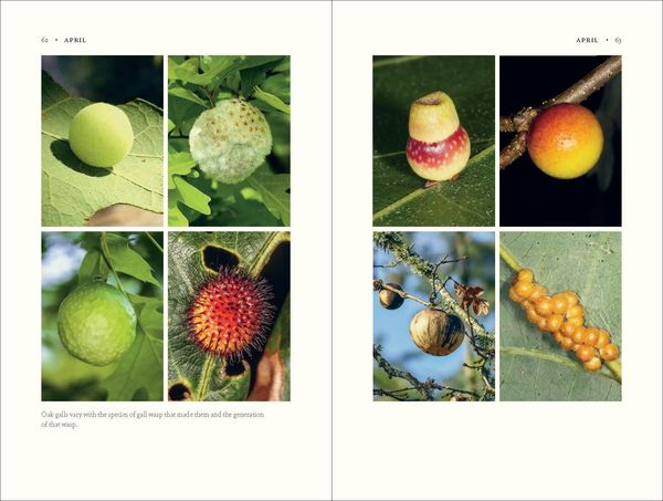 Produktbild: The Nature of Oaks