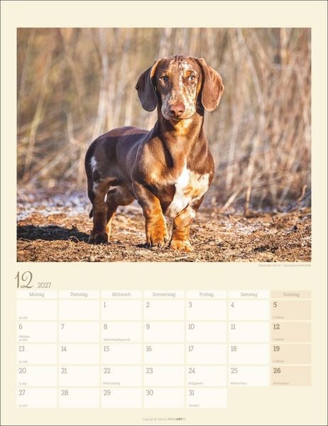 Produktbild: Dackel Kalender 2027