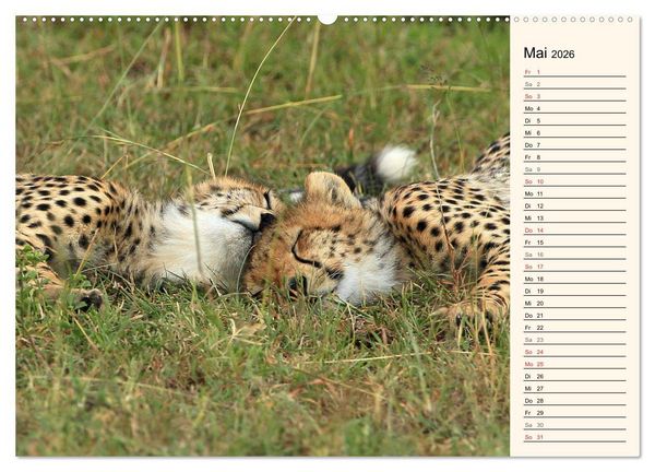 Produktbild: Geparden - Ein Leben in Afrika (hochwertiger Premium Wandkalender 2026 DIN A2 quer), Kunstdruck in Hochglanz