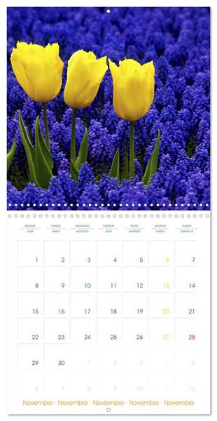 Produktbild: Tulips - Harbingers of Spring (Wall Calendar 2027 12 &times; 12 Inch) CALVENDO 12 Month Wall Calendar