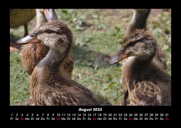 Produktbild: Enten 2025 Fotokalender DIN A3
