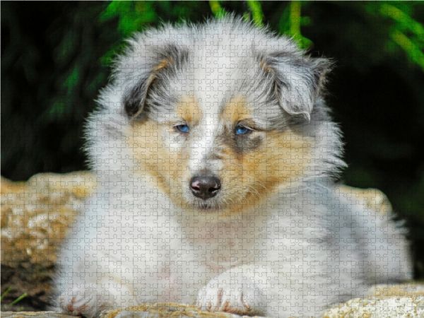 Produktbild: CALVENDO Puzzle Ein entz&uuml;ckender kleiner R&uuml;de | 1000 Teile Lege-Gr&ouml;&szlig;e 64x48cm Foto-Puzzle f&uuml;r gl&uuml;ckliche Stunden