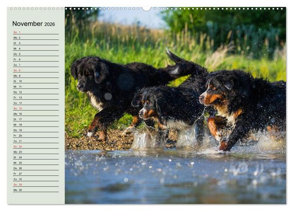 Produktbild: Berner Sennenhunde in Action (hochwertiger Premium Wandkalender 2026 DIN A2 quer), Kunstdruck in Hochglanz