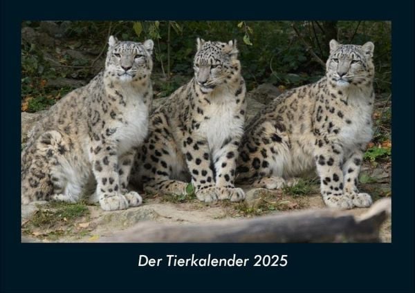 Der Tierkalender 2025 Fotokalender DIN A4