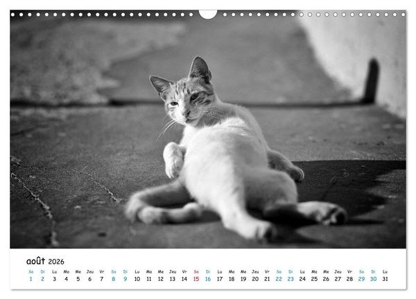 Produktbild: Chats de Santorin - Les princes d'Oia en noir et blanc (Calendrier mural 2026 DIN A3 vertical), CALVENDO calendrier mensuel