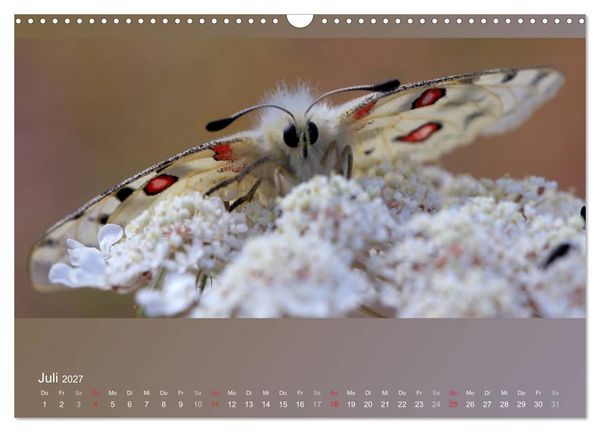 Produktbild: Falter, K&auml;fer und Co.faszinierend, doch extrem gef&auml;hrdet (Wandkalender 2027 DIN A3 quer), CALVENDO Monatskalender