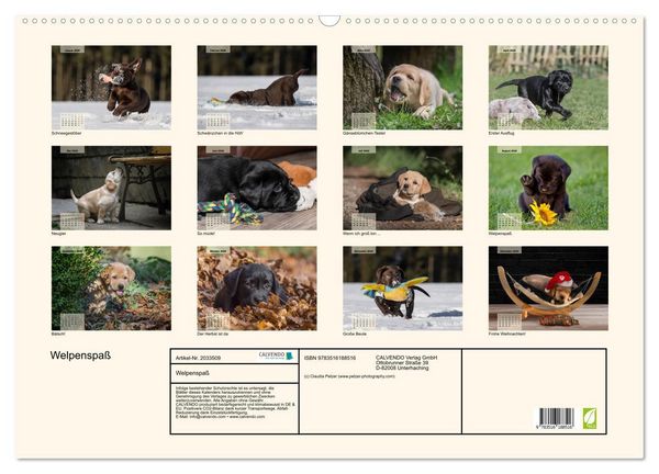 Produktbild: Welpenspa&szlig; (Wandkalender 2026 DIN A2 quer), CALVENDO Monatskalender