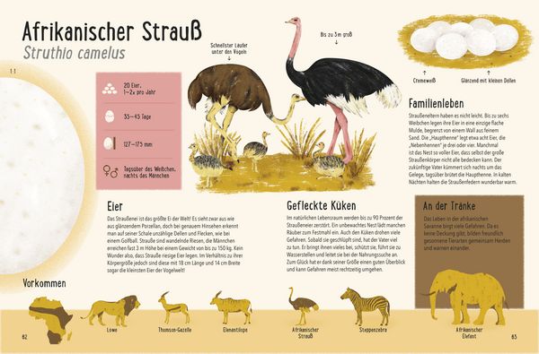 Produktbild: Frisch geschl&uuml;pft! - Tiere und ihre Eier