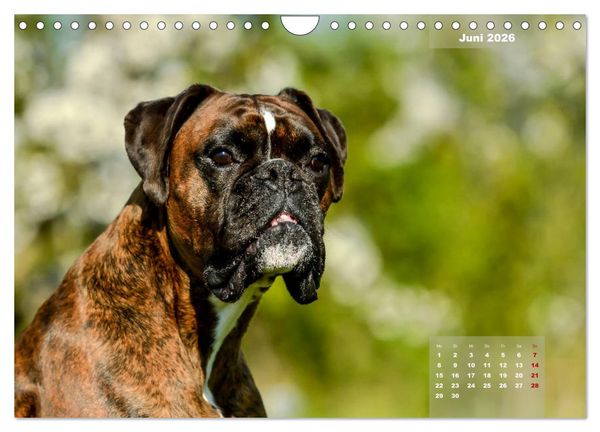 Produktbild: Einmal Boxer - immer Boxer (Wandkalender 2026 DIN A4 quer), CALVENDO Monatskalender