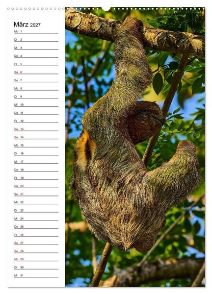 Produktbild: Costa Rica - Magische Tiere des Regenwaldes (Wandkalender 2027 DIN A2 hoch), CALVENDO Monatskalender