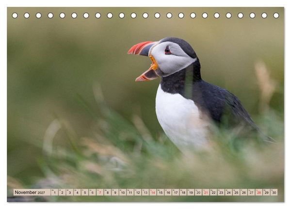 Produktbild: Papageitaucher - Puffins (Tischkalender 2027 DIN A5 quer), CALVENDO Monatskalender
