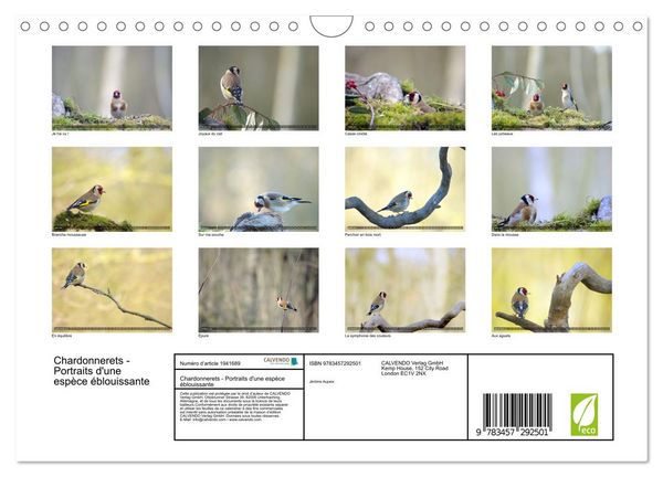Produktbild: Chardonnerets - Portraits d'une esp&egrave;ce &eacute;blouissante (Calendrier mural 2026 DIN A4 vertical), CALVENDO calendrier mensuel