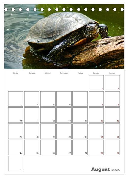 Produktbild: Langsame Schildkr&ouml;ten (Tischkalender 2026 DIN A5 hoch), CALVENDO Monatskalender