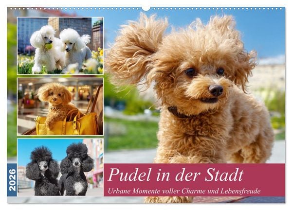 Produktbild: Pudel in der Stadt. Urbane Momente voller Charme und Lebensfreude (Wandkalender 2026 DIN A2 quer), CALVENDO Monatskalender