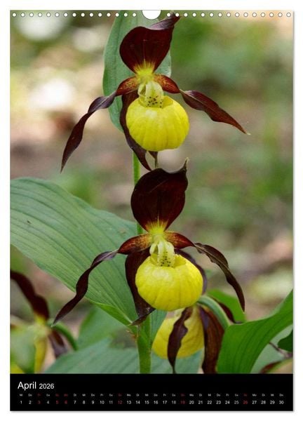 Produktbild: Wildwachsende Orchideen in Deutschland (Wandkalender 2026 DIN A3 hoch), CALVENDO Monatskalender