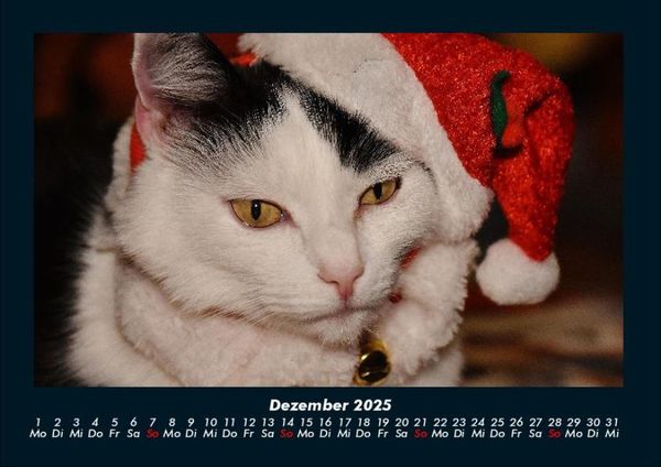 Produktbild: F&uuml;r Katzenfreunde 2025 Fotokalender DIN A4