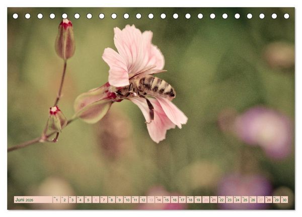 Produktbild: Wildwuchs 2026 (Tischkalender 2026 DIN A5 quer), CALVENDO Monatskalender