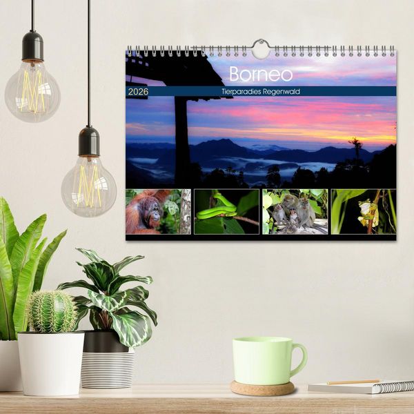Produktbild: Borneo - Tierparadies Regenwald (Wandkalender 2026 DIN A4 quer), CALVENDO Monatskalender