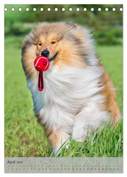 Produktbild: Traumhund Collie - Liebe auf vier Pfoten (Tischkalender 2026 DIN A5 hoch), CALVENDO Monatskalender