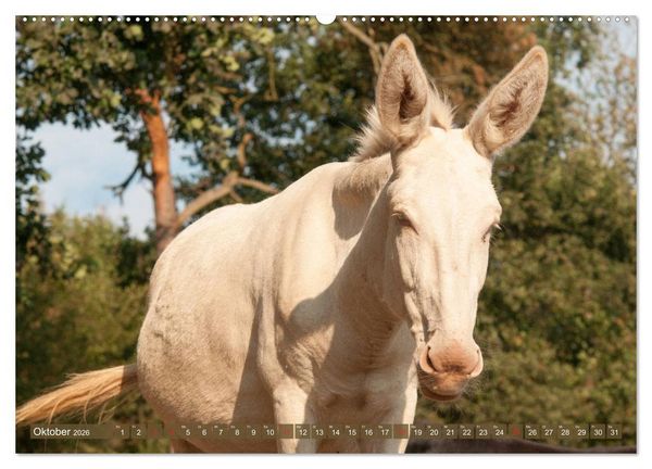 Produktbild: Lichtbringer - &Ouml;sterreichisch-Ungarische Barockesel (Wandkalender 2026 DIN A2 quer), CALVENDO Monatskalender