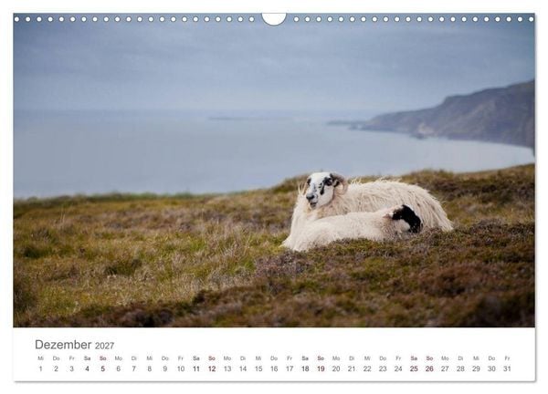 Produktbild: Schafe - Weich und wollig (Wandkalender 2027 DIN A3 quer), CALVENDO Monatskalender