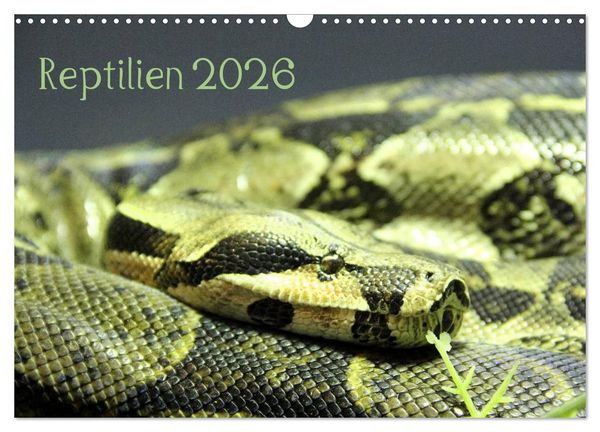 Produktbild: Reptilien 2026 (Wandkalender 2026 DIN A3 quer), CALVENDO Monatskalender