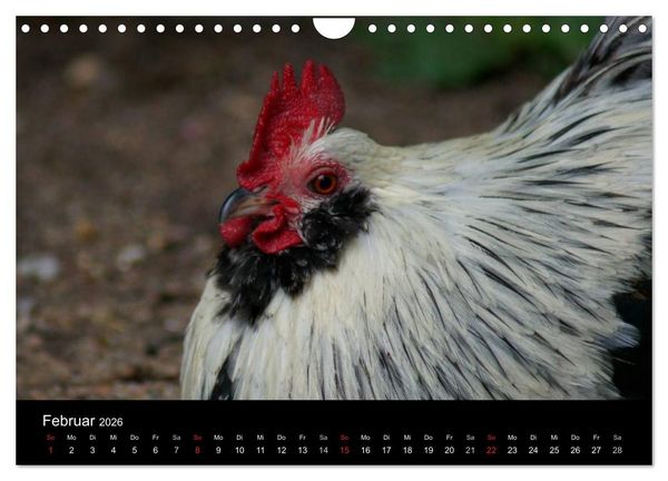 Produktbild: Die Welt der H&uuml;hner (Wandkalender 2026 DIN A4 quer), CALVENDO Monatskalender