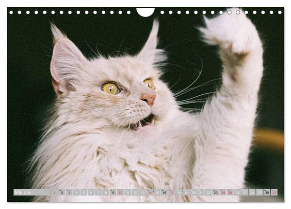 Produktbild: Katzen Pers&ouml;nlichkeiten 2026 (Wandkalender 2026 DIN A4 quer), CALVENDO Monatskalender