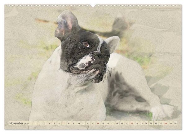 Produktbild: Franz&ouml;sische Bulldoggen (Wandkalender 2027 DIN A2 quer), CALVENDO Monatskalender