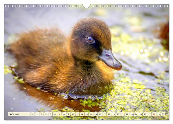 Produktbild: Enten. Beliebt, h&uuml;bsch und imposant (Wandkalender 2026 DIN A3 quer), CALVENDO Monatskalender