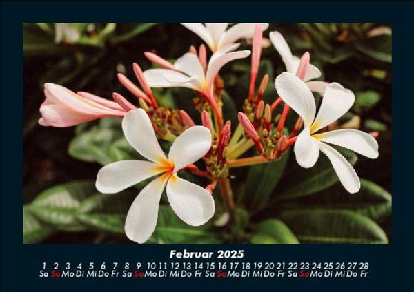 Produktbild: Pflanzen und Bl&uuml;ten 2025 Fotokalender DIN A5