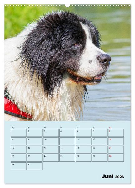 Produktbild: Familienplaner Landseer - Freund und Retter (hochwertiger Premium Wandkalender 2026 DIN A2 hoch), Kunstdruck in Hochglanz