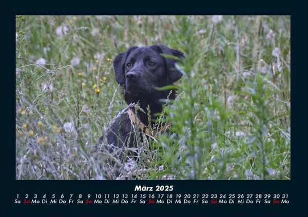 Produktbild: Hundezauber 2025 Fotokalender DIN A4