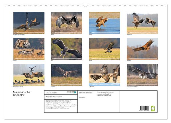 Produktbild: Majest&auml;tische Seeadler (Wandkalender 2026 DIN A2 quer), CALVENDO Monatskalender
