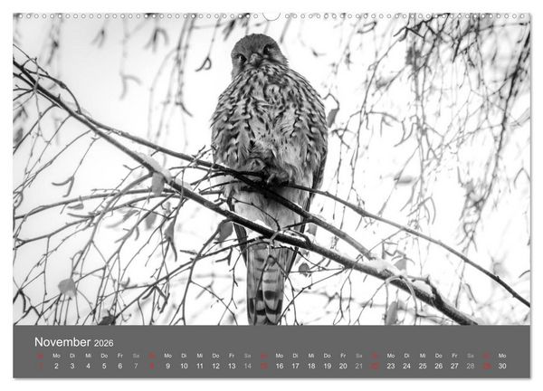 Produktbild: Tierische Augenblicke in Schwarz-Wei&szlig; (hochwertiger Premium Wandkalender 2026 DIN A2 quer), Kunstdruck in Hochglanz