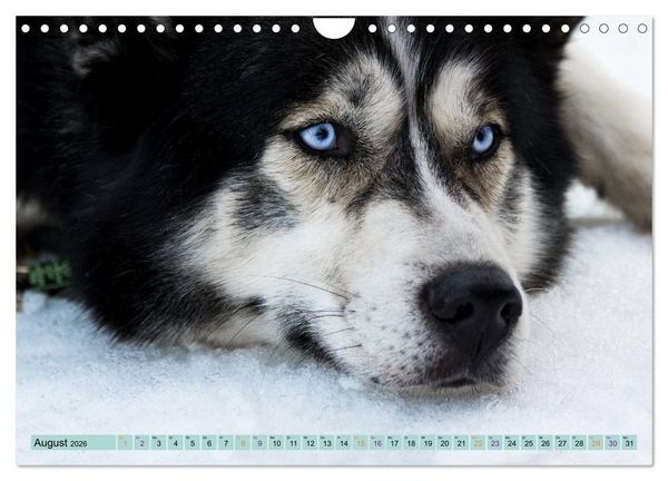 Produktbild: Huskies - Tolle Gef&auml;hrten (Wandkalender 2026 DIN A4 quer), CALVENDO Monatskalender